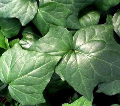 HEDERA ALGERIENSIS